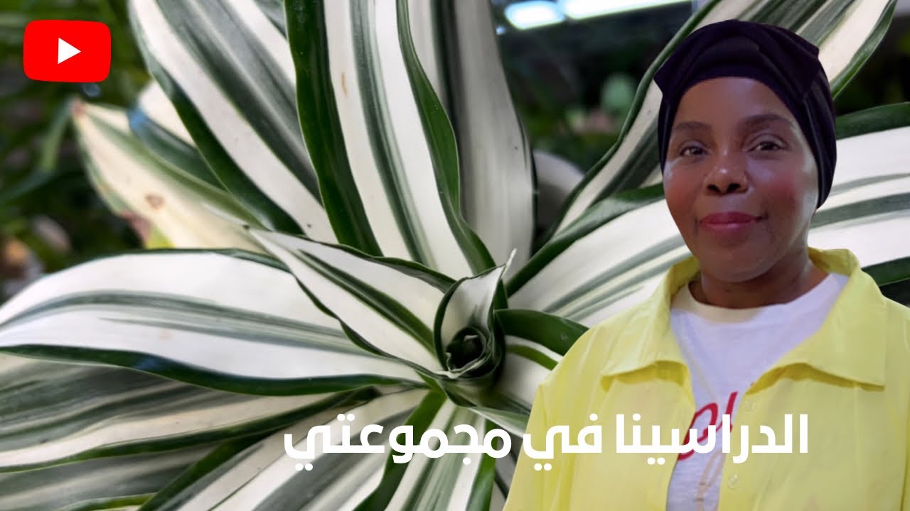 نبات الدراسينا اهتمام ورعاية وانواع في مجموعتي