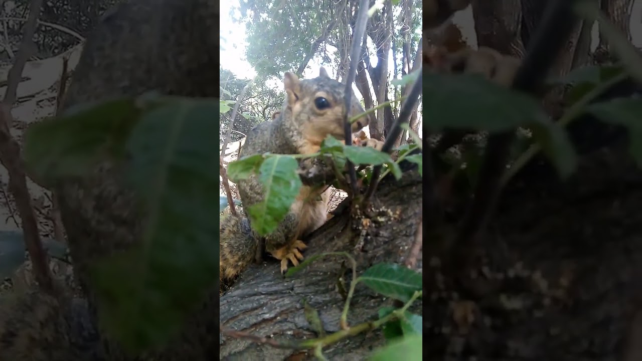 Forces Of Nature! The Sloth Squirrel 093025
