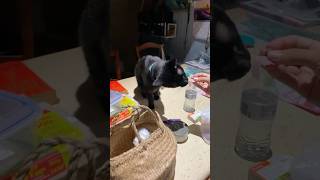 Keanu Loves Ham