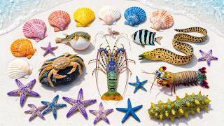🌊 Ocean Foraging🦞 Lobster, ⭐ Starfish, 🐍 Eel, 🦀 Crabs, 🐡 Pufferfish & 🐚 Clams!