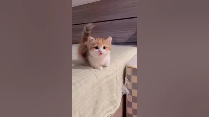 Watch the video about Kitten meowing 😻 | Cat sound | Cat video |Cat | Cat voice | Persian cat #catplay #mycat #meowmoe