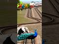 Peacock vs elephant rail crossing 🚸🚸 #ytshorts #shortsfeed #youtubeshorts #sigma #passo #funk