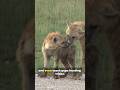 scar's henchmen (hyena)