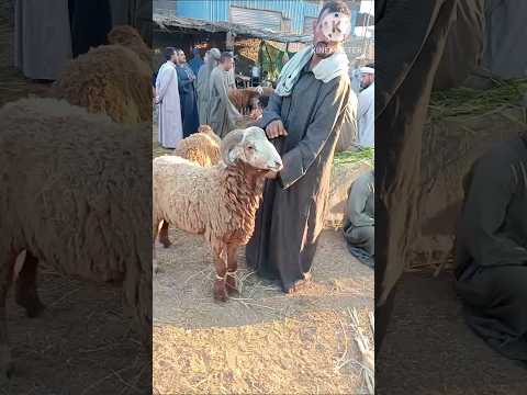 اسعار الخرفان اللحمه الضاني في سوق التوفيقيه بحيره يوم 10 9 2025