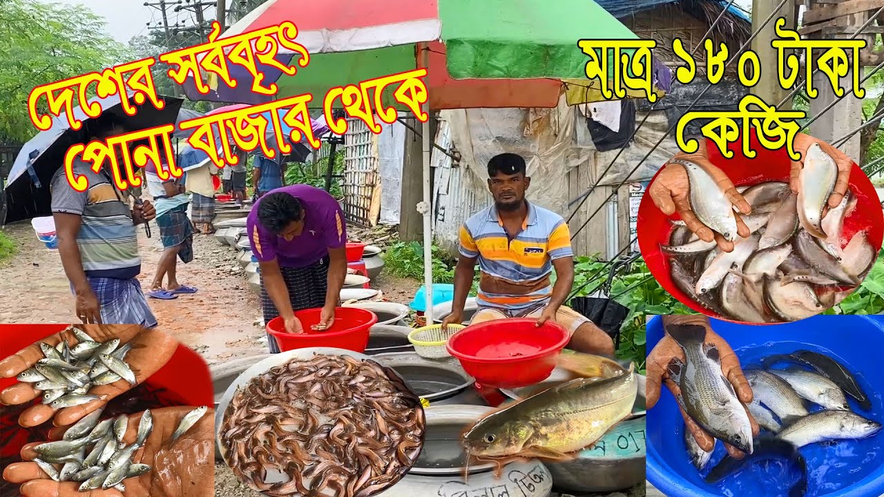 মাত্র ১৮০ টাকা কেজি দরে পোনা কিনুন।দেশের সর্ববৃহৎ পোনা বাজার থেকে মাছের পোনার দাম দর নিয়ে আজকের পর্ব