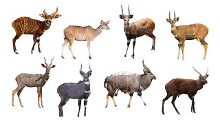 8 Species of Spiral-horned Antelopes | Genus: Tragelaphus