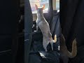 Curious dog does the L shape tail wag. #shorts