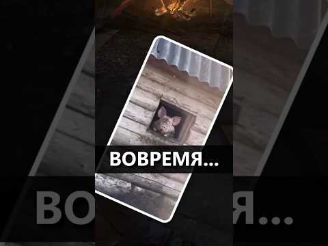 Вовремя... | Нарезки I'm_your_mama_ | Metro 2033 redux