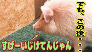 ふてくされてから寝るまでの時間が早すぎるミニブタつくね