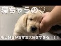 よしよしすると眠ってしまうゴールンレトリバーの子犬 golden retriever puppy fall asleep