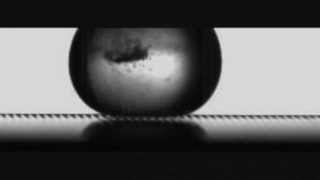 Fast & Scalded Capillary Leidenfrost Droplets On Micro-Ratchets