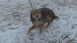 Пёс Букет воет на снегу