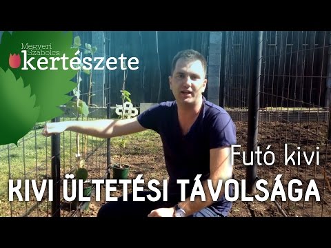 Videó: Actinidia ültetése