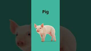 Dig / Fig / Pig 🐷 / Wig