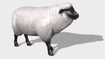 Sheep
