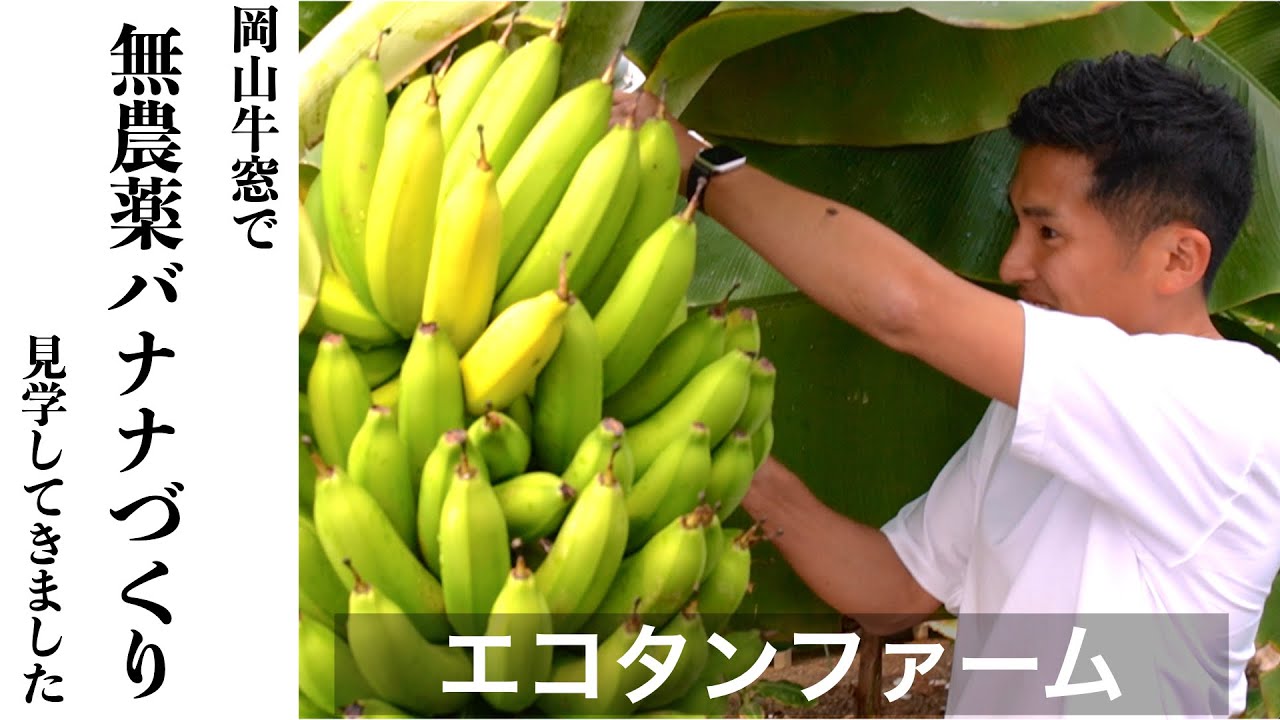 牛窓で国産無農薬バナナを作ってる「エコタンファーム」を見学収穫体験させていただきました！＠岡山県瀬戸内市USHIMADO TARI