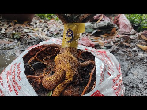 Video Bán Lẻ 16 Cây Mai Giảo Thủ Đức Giá Rẻ Bao Shíp Ngày... - youtube