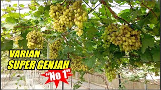 Download Lagu VARIAN SUPER GENJAH NO 1 MP3