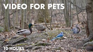 Ducks, Chipmunks, Squirrels and Forest Friends  10 Hour CAT TV for Cats to Watch   Apr 19, 2024