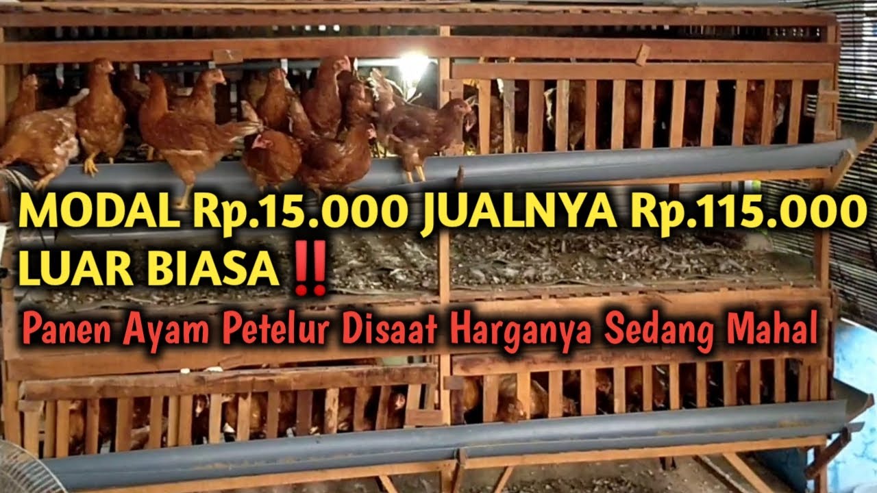 UNTUNG BANYAK‼️AYAM PETELUR MODAL Rp 15.000 DIJUAL Rp 115.000