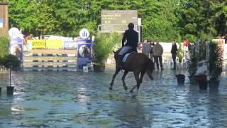 For Sale Chili H Stute 2011 Colestus X Cor De La Bryere