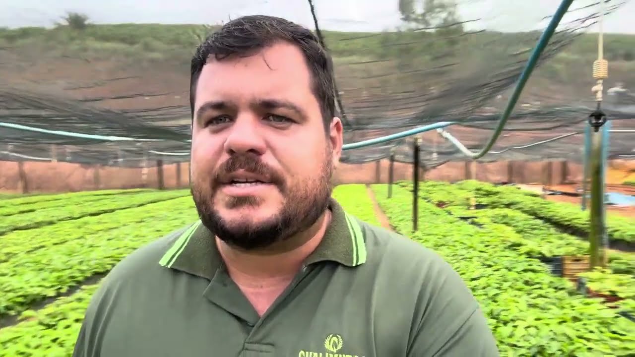 🌱 Os Clones de Café Conilon Mais Plantados na Atualidade! ☕🚜