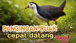 Suara Ruak Ruak Original rekaman Alam Jernih