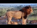 Manywele Male Lion With Family Masaimara 22 June 2025