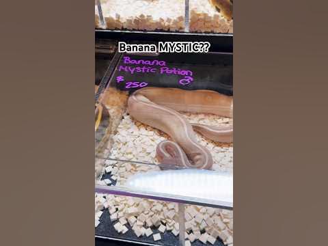 🍌 🪄 MYSTIC Python 🐍 - YouTube