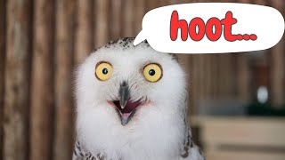 Owl Sounds & Facts for Kids