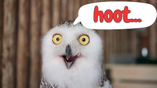 Owl Sounds & Facts for Kids by Nowuwu 17,601 views 1 year ago 4 minutes, 18 seconds