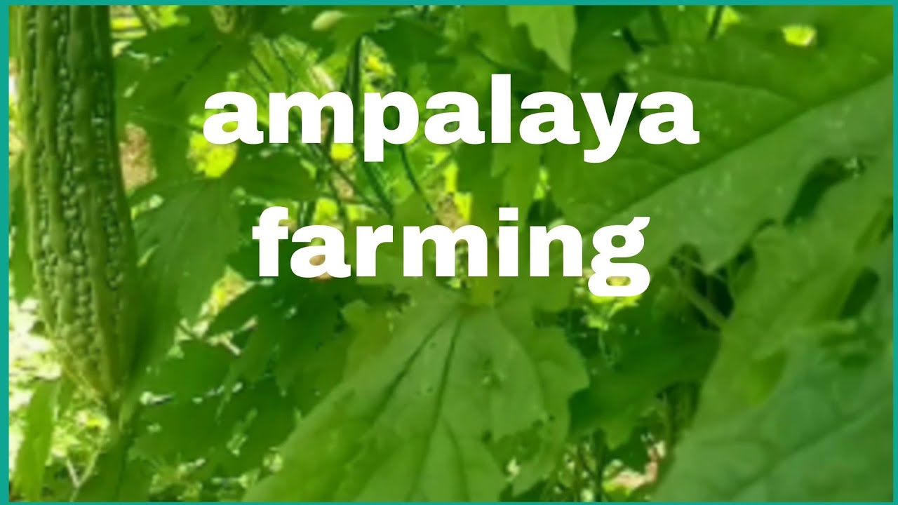 Ampalaya farming 