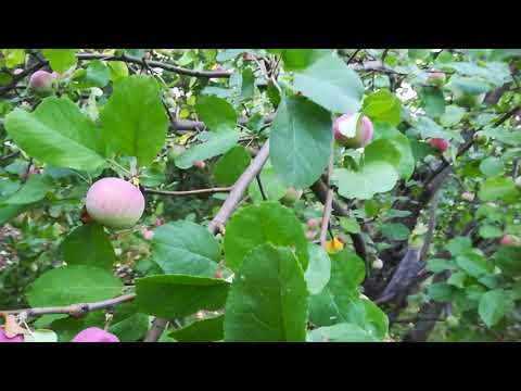 Яблоки. Очень много.