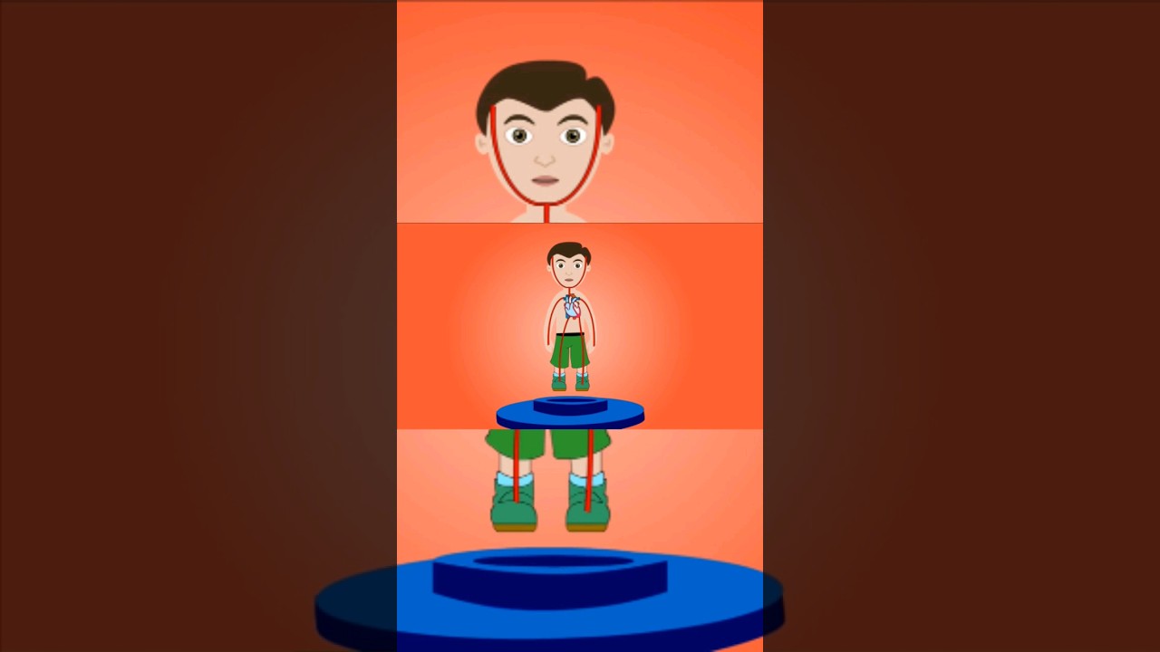 Internal body part♥️ 