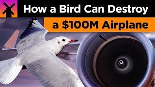 How a Bird Can Destroy a $100 Million Airplane