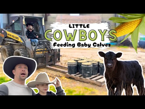 Little Cowboys Feed Baby Calves FARMING COW CHILDREN LEARN EXCAVATOR CORN BARN TRACTOR