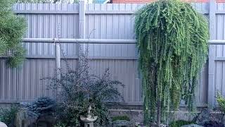 картинка: Любимый сад 🏡❤️🍃☀️.