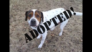 Nicky - adopted!