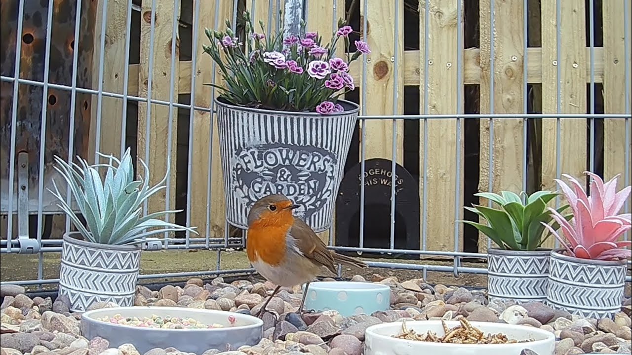 A beautiful little robin redbreast bird feeding in the sanctuary