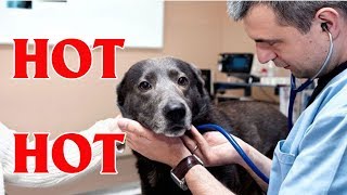 Veterinarians seek to research pot meds for pets - Health In US