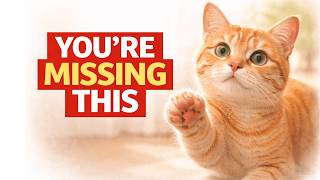 Your Cat Has Been Asking for These 6 Things. You Never Noticed