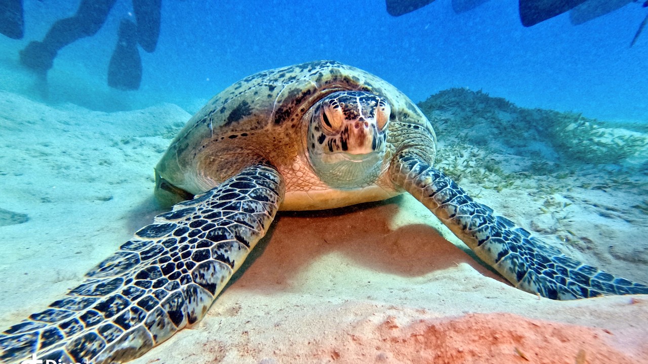 2025 10 Египет. Красное море. Сафари.