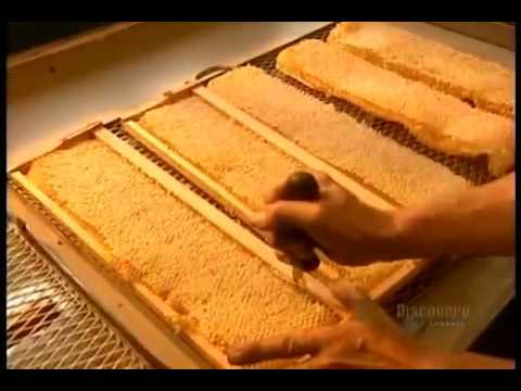 AgrosystemsGeorgia თაფლის წარმოება