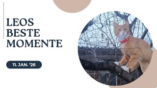 Neugier Kennt Keine Höhe Leo Entdeckt Wintervögel Draussen