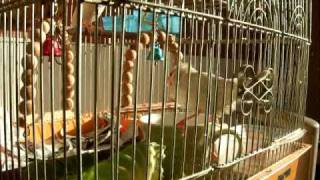 DSCF6531.AVI