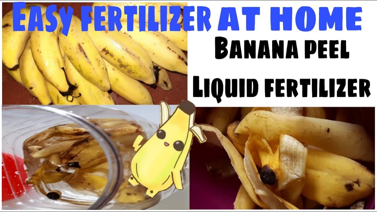 Banana peel liquid fertilizer for Liquid FertilizerRoot