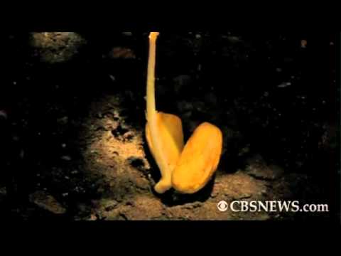 Acorn becomes oak tree in timelapse video