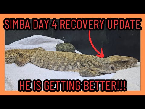 Savannah Monitor Emergency Surgery Recovery Day 4 Update | Lizard Reptile |