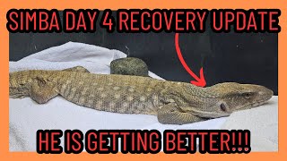 SAVANNAH MONITOR EMERGENCY SURGERY RECOVERY DAY 4 UPDATE | LIZARD REPTILE |
