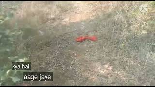 We Found Shaktiman In Jungle Jungle Me Mangal Bhopali Talks